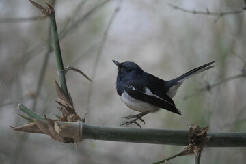 Bird in bamboo grove