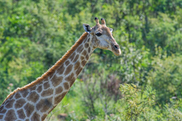 A giraffe in the african bush