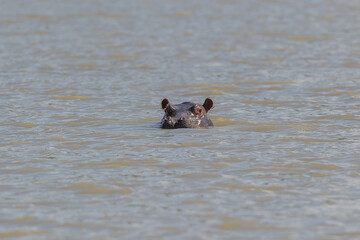 A hippo sticks it head out of the water