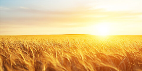 Obraz premium A golden wheat field stretches towards the horizon under a warm sunset, symbolizing agriculture, abundance, and the beauty of rural landscapes.