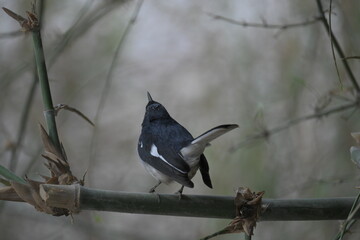Bird in bamboo grove