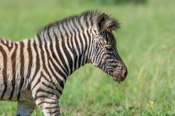 Portrait of a plains zebra foal