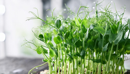 fresh healthy pea microgreen sprouts
