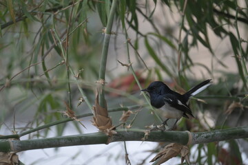 Bird in bamboo grove