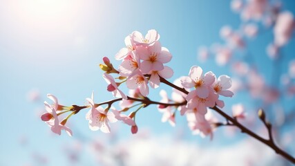 Obraz premium Pink cherry blossoms gently swaying in the breeze, bathed in the soft glow of the sun, against a clear blue sky.