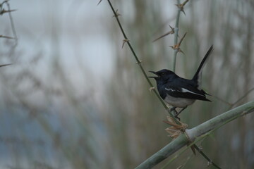 Bird in bamboo grove