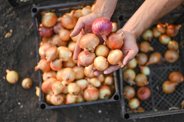 harvesting onions. onions in hand