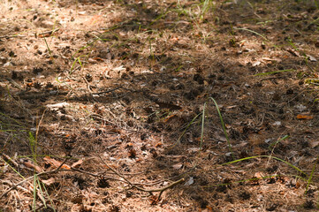 pine cones on the ground in pine needles.