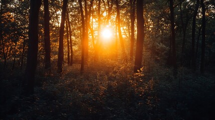 Obraz premium Sunlit Forest Scene With Golden Light Filtering Through Trees at Sunrise : Generative AI