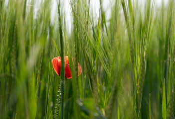 a beautiful poppy growing in a field of wheat