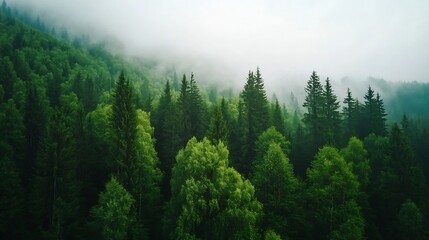 Enchanting Misty Evergreen Forest in Mountainous Landscape Captured on Moody Overcast Day : Generative AI