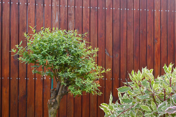 The myrtle tree and derek white in the garden