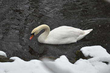 One white mute swan (Cygnus olor) swimming in winter pond. Swan's wildlife , wild bird protection...