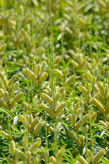 Lupinen,  Lupinus spp.  Schotenbildung,  Hülsenbildung,  Fruchtentwicklung