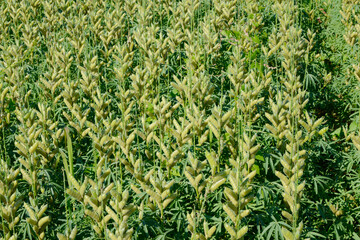 Lupinen,  Lupinus spp.  Schotenbildung,  Hülsenbildung,  Fruchtentwicklung