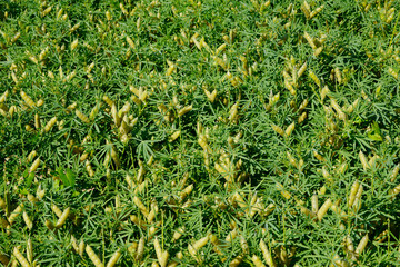 Lupinen,  Lupinus spp.  Schotenbildung,  Hülsenbildung,  Fruchtentwicklung