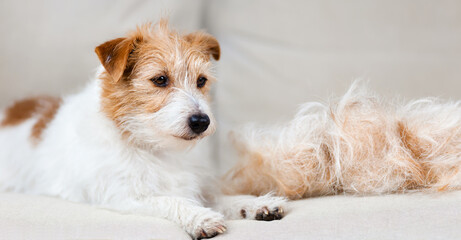 Face of a dog with her hair, cleaning pet fur, web banner