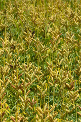 Lupinen,  Lupinus spp.  Schotenbildung,  Hülsenbildung,  Fruchtentwicklung