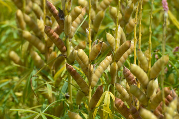 Lupinen,  Lupinus spp.  Schotenbildung,  Hülsenbildung,  Fruchtentwicklung