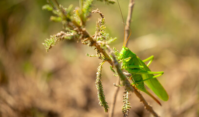 A green grasshopper sits in the grass on a bush. Great marsh grasshopper Stethophyma grossum, an endangered insect typical of wet meadows and marshes.