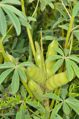 Lupinen,  Lupinus spp.  Schotenbildung,  Hülsenbildung,  Fruchtentwicklung