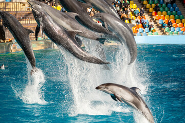 和歌山県　イルカのショーの風景