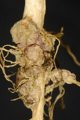 Lupinen,  Lupinus spp. Wurzelknollen und Wurzelknöllchen