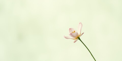 Fototapeta premium A solitary, delicate pink flower gracefully extends its stem against a soft, pale green backdrop