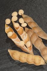 Lupinen,  Lupinus spp., Körner Schoten