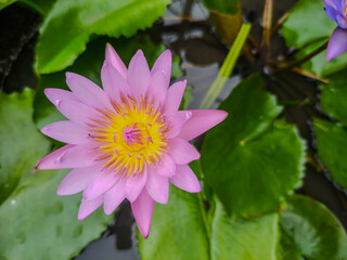 pink water lilly
