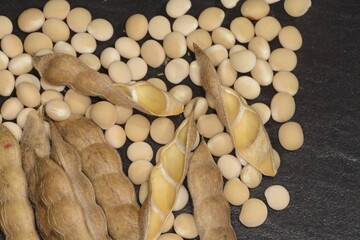 Lupinen,  Lupinus spp., Schoten und Körner, Samen,  Bohnen der Blauen Lupine