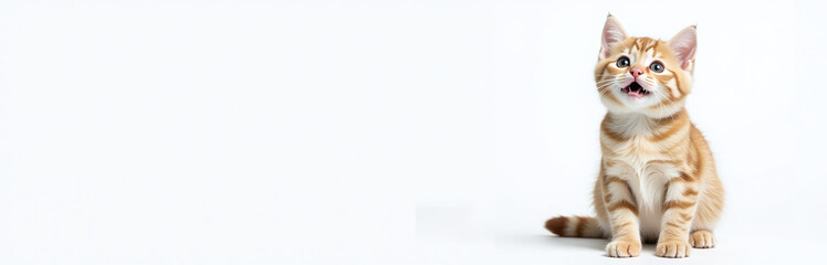 Obraz premium A Surprised British Cat Stands Isolated Above A White Banner With Ample Copy Space For An E Web Design Template. 00002