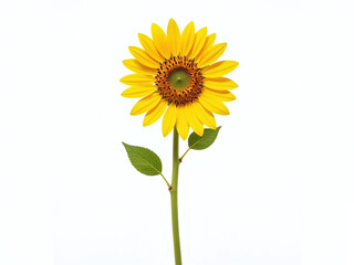 A Sunflower Stands Alone With Its Tall Stem Isolated On A Pure White Background Surrounded By Transparent Edges. 00003