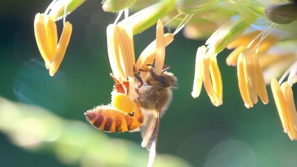 Close up of honey bees sucking corn flower nectar, macro shot of asian honey bee (apis cerana) - Powered by Adobe
