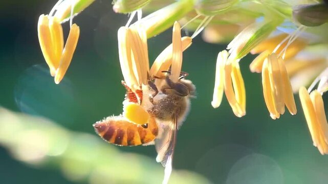 Close up of honey bees sucking corn flower nectar, macro shot of asian honey bee (apis cerana)