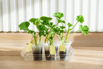 Cuttings and shoots of geranium and pelargonium plants standing at soil. Pelargonium seedlings at...
