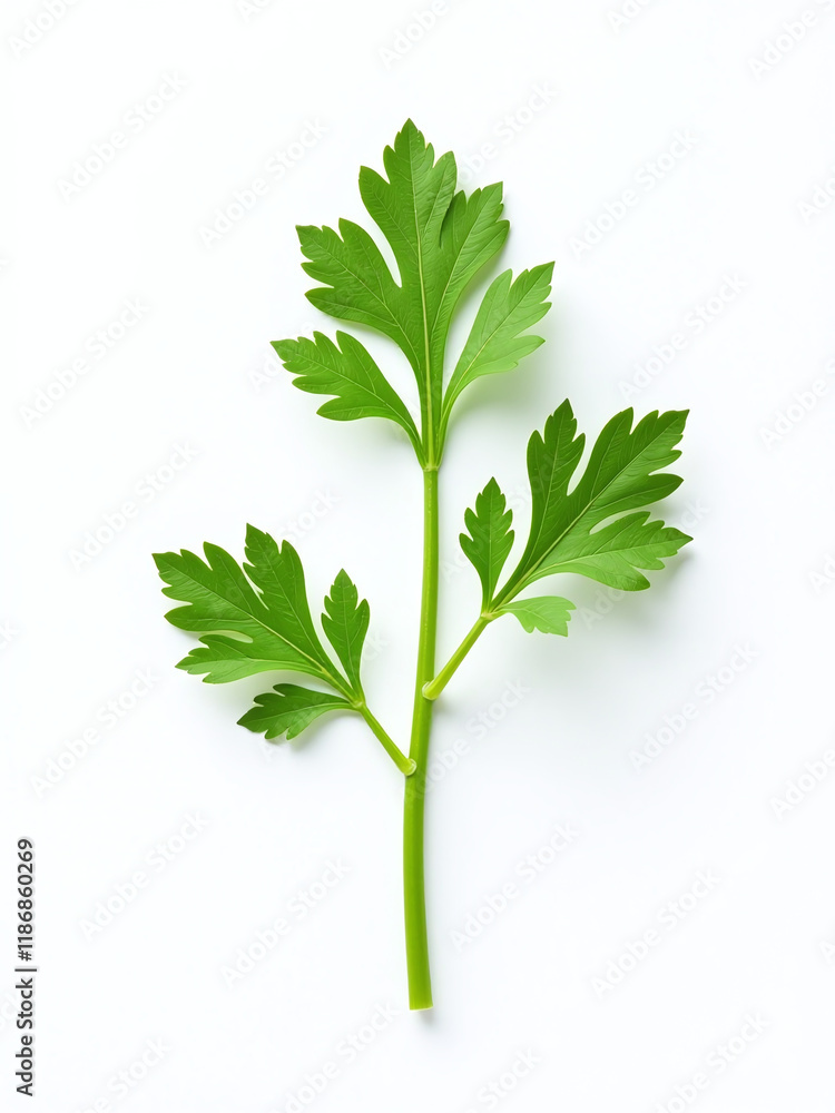 Poster a sprig of parsley is isolated against a clean white background in a simple still life composition. 