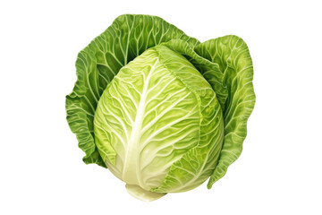 Fototapeta premium Cabbage drawing: A detailed illustration isolated on a white background, highlighting its freshness and characteristic leaf shape