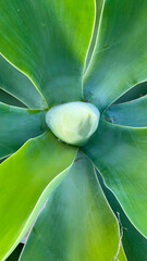 agave attenuata, a succulent species belonging to the agavaceae family