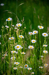 A group of daisies in a meadow, symbolizing innocence, purity, loyalty, patience, and simplicity,...