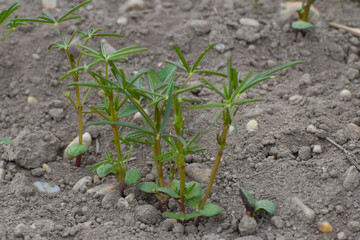 Lupinen,  Körnerlupinen,  Lupinus spp. im Jungstadium, Mehrblattstadium