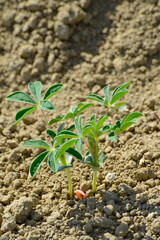 Lupinen,  Körnerlupinen,  Lupinus spp. im Jungstadium, Mehrblattstadium