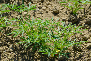Lupinen,  Körnerlupinen,  Lupinus spp. im Jungstadium, Mehrblattstadium