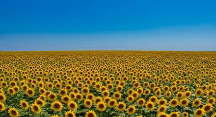 Obraz premium An expanse of blooming sunflowers set against a brilliant blue sky.