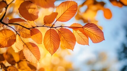 Obraz premium Autumnal golden orange leaves illuminated by sunlight against a clear blue sky : Generative AI