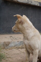 A stray dog sitting alone on a street, An abandoned puppy sitting and resting on the ground, Closeup portrait of a homeless little stray dog