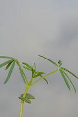 Lupinus angustifolius, im 2-3- Blattstadium