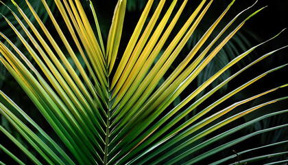 green and yellow palm leaves tropical plant growing in wild remoted on black heritage