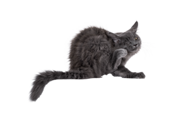 Majestic solid blue Maine Coon cat kitten, sitting up side ways. Scratching with hind paw on head. Isolated cutout on a transparent background.