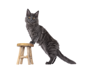 Majestic solid blue Maine Coon cat kitten, standing side ways with front paws on little wooden stool. Looking straight to camera with golden eyes. Isolated cutout on a transparent background.